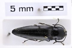 Foto (Dorsalansicht) von Rostricephalus vitalisi (NHMW-ZOO-COL-0007675)